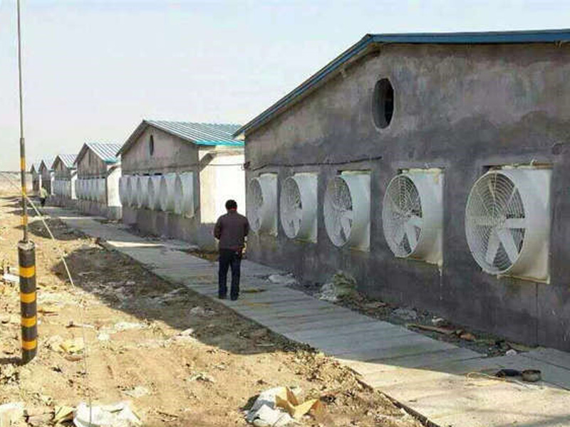 清遠養豬場環境空間通風降溫案例